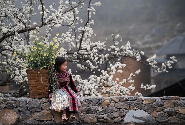 Plum blossoms in Lo Lo Chai Village